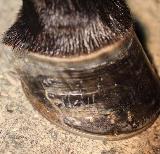 healthy horse hoof after biotin for horses