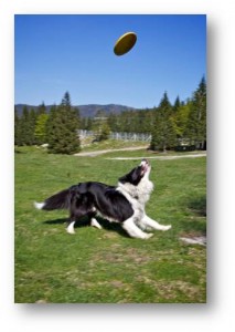 dog playing frisbee catch