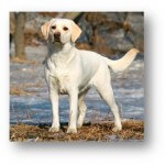 Dog Supplements Yellow Lab