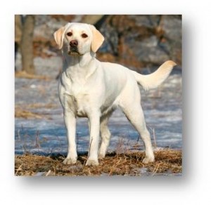 Sweetwater Nutrition Yellow Lab