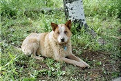 Queensland Healer Dog