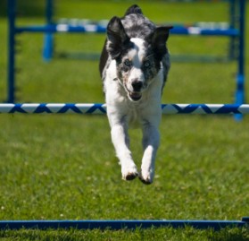 Dog jumping over the hurdle