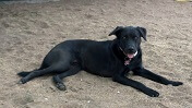 Black Labrador dog