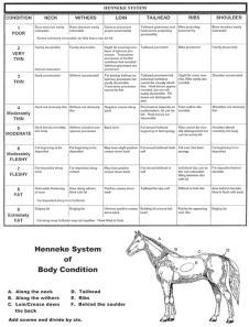 HorseBodyScoreChart