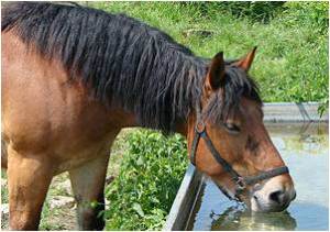 HorsesDrinkingWater