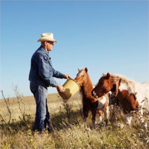 WinterHorseFeeding