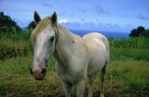 spring horse care