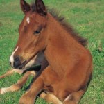 Control flies around horses