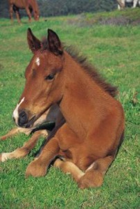 Control  flies around horses