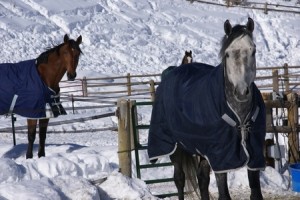 Choose The Right Horse Blanket