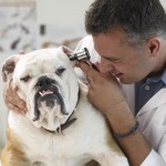 Veterinarian examining Bulldog