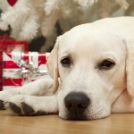 Keep Your Dog Safe During The Holidays