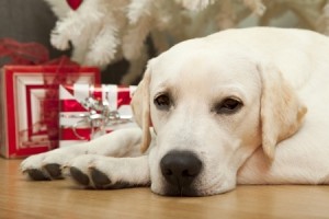Keep Your Dog Safe During The Holidays - Yellow Lab under christmas tree