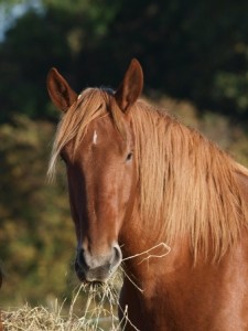 Best Hay To Feed Your Horse