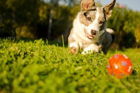 Healthy Dog Exercising