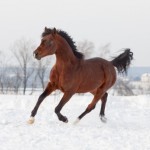 Horse Running In Snow