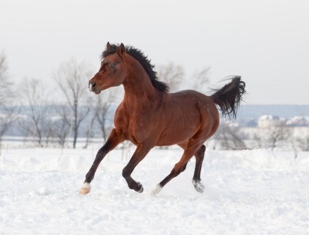 Horse Running In Snow