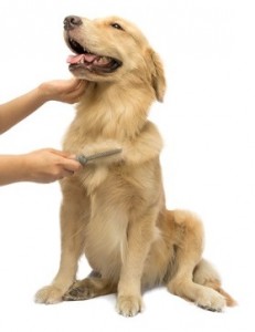 Brushing Dog