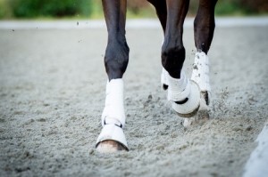 Legwraps horse leg protection important to get your horse back into shape