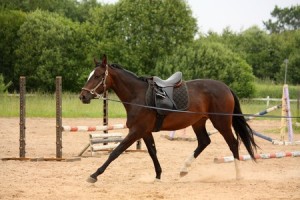 Lunging horse to get your horse back into shape