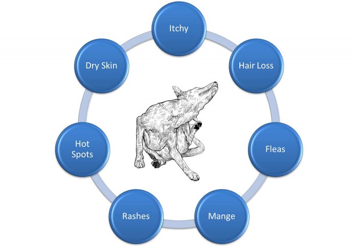 Common Skin Problems In Dogs