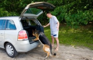 Dog Getting In Car traveling with your dog