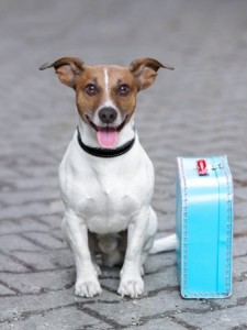 Traveling with your dog jack russel with suitcase
