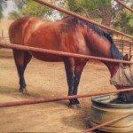 Horse Drinking Water