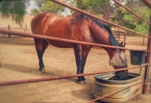 Horse Drinking Water