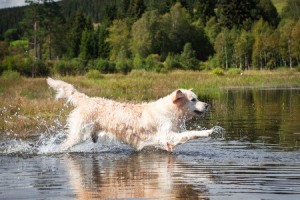 Dog At Lake