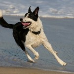 Dog On The Beach