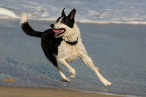 Dog On The Beach