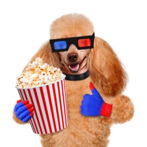 Dog Watching Movie