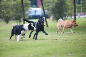 Dogs Playing