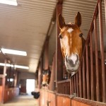 Horse In Stall