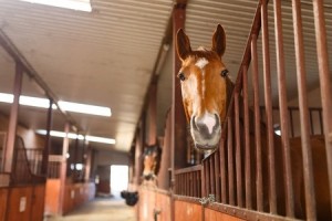 Horse In Stall