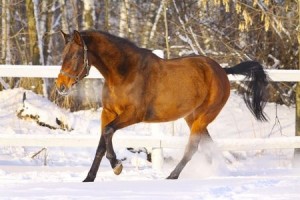 Healthy Weight Horse