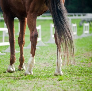 Horse standing in arena