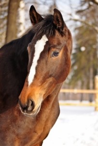 Senior Horse