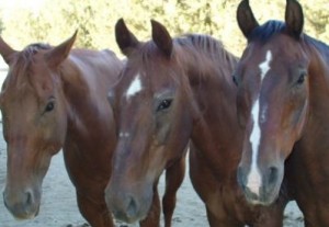  3 Senior horse companions