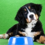 Dog Food Feeding Directions