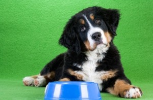 Dog Food Feeding Directions