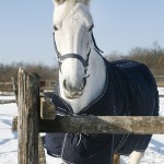 Horse In The Winter