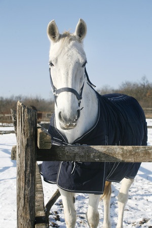 Horse In The Winter