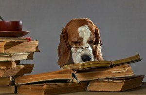 Dog Researching