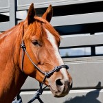 Trailering A Horse