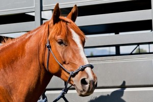 Trailering A Horse