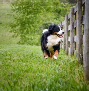Dog Next To Fence