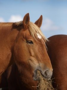 Horse Eating Hay