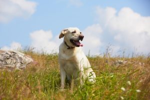 Hiking With A Dog